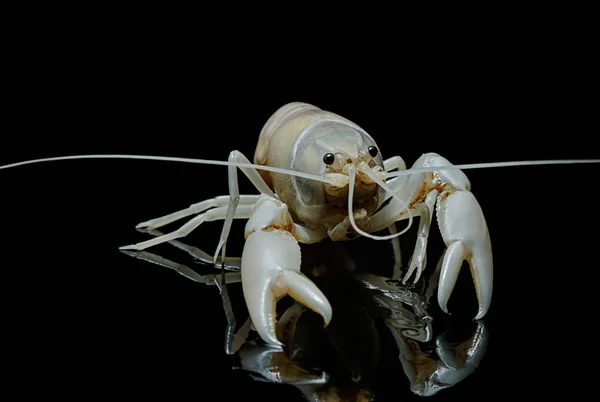 Crayfish Procambarus Clarkii Ghost on black background — Stock Photo, Image