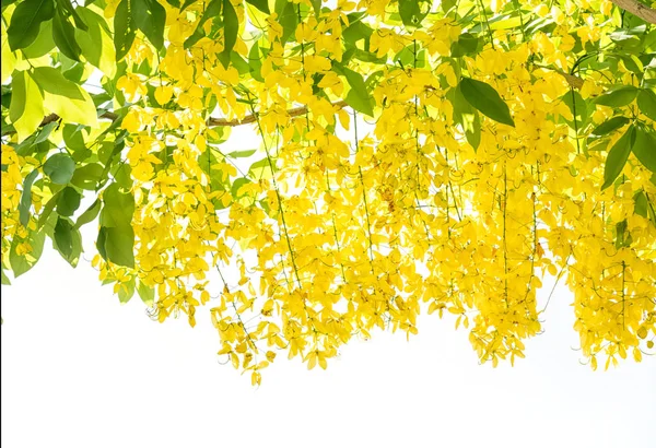 花的金雨树 （决明子瘘），白色上孤立 — 图库照片