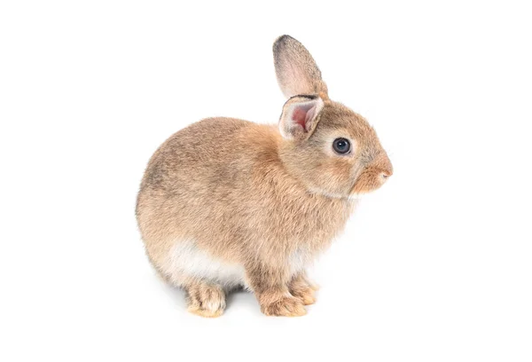 Cabello corto marrón adorable bebé conejo sobre fondo blanco —  Fotos de Stock