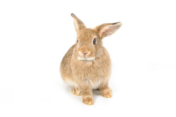 Braune kurze Haare entzückendes Baby-Kaninchen auf weißem Hintergrund — Stockfoto