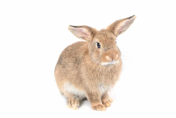 Braune kurze Haare entzückendes Baby-Kaninchen auf weißem Hintergrund — Stockfoto