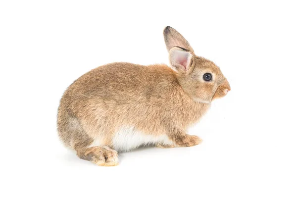 Brown cabelo curto adorável bebê coelho no fundo branco — Fotografia de Stock