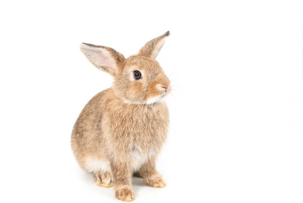 白色背景上的棕色短发可爱的宝宝兔 — 图库照片