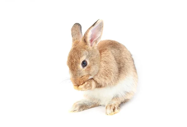 Brown cabelo curto adorável bebê coelho no fundo branco — Fotografia de Stock