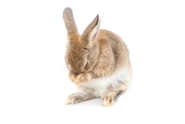 Cabello corto marrón adorable bebé conejo sobre fondo blanco — Foto de Stock