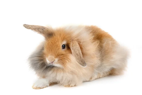 A lionhead bunny rabbit, isolated on white background — Stock Photo, Image