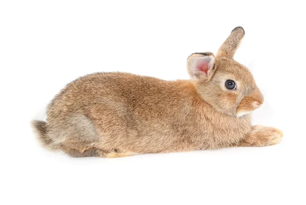 Brown short hair adorable baby rabbit on white background — Stock Photo, Image