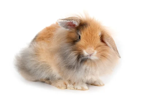 Een konijn van lionhead, geïsoleerd op witte achtergrond — Stockfoto