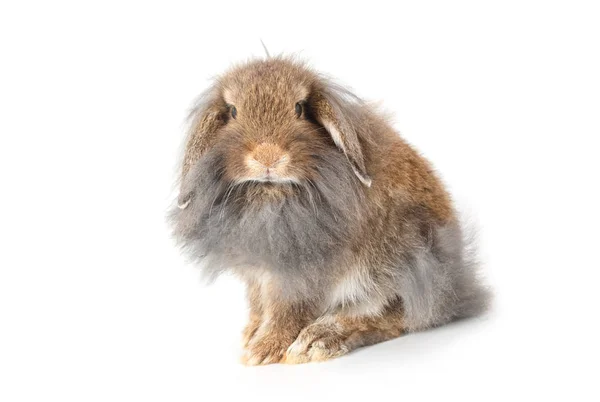 Ein Löwenkopfkaninchen, isoliert auf weißem Hintergrund — Stockfoto