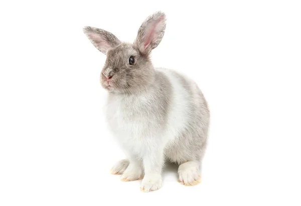 Grå kort hår baby kanin på vit bakgrund. — Stockfoto
