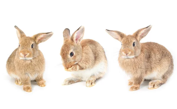 Brown short hair adorable baby rabbit on white background — Stock Photo, Image