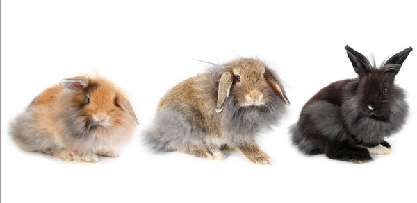 Set of young lionhead bunny rabbit, isolated on white background