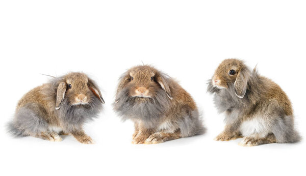 Set of cute lionhead bunny rabbit, isolated on white background