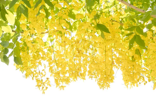 Blomma av gyllene dusch träd (Cassia fistel), isolerad på vit — Stockfoto