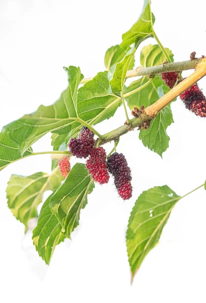 Fresh mulberry , black ripe and red unripe mulberries on the bra — Stock Photo, Image