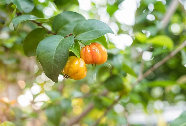 Surinamei cseresznye, trópusi gyümölcs Pitanga, brazil cseresznye — Stock Fotó