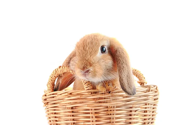 Cute french Lop rabbit sitting in the basket on white background — Stock Photo, Image