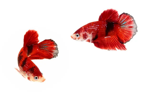 Moment of siamese fighting fish, betta splendens,aquarium fish — Stock Photo, Image