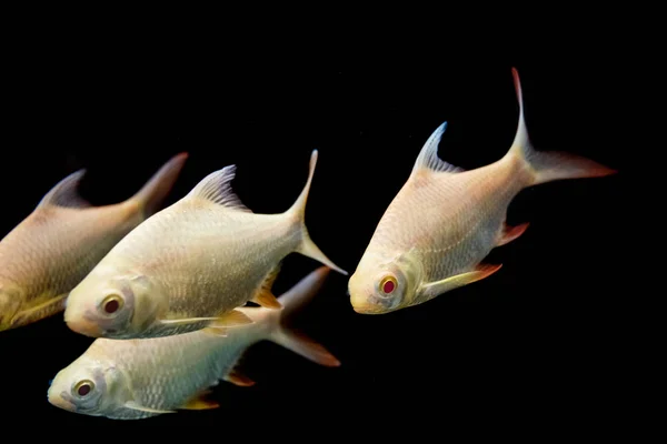 Púas de Java, Peces de púas de plata (Barbonymus gonionotus) en aqurium — Foto de Stock