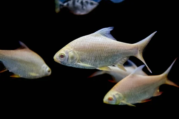 Яванская колючка, Серебряная рыба-колючка, Карп-рыба (Puntius gonionotus) в акюре — стоковое фото