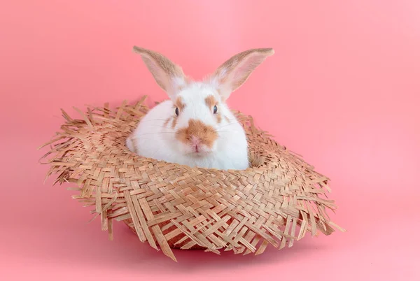 Hasır şapka pembe backgrou üzerinde oturan sevimli kısa saç tavşan — Stok fotoğraf