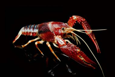 Kerevit Procambarus Clarkii hayalet siyah arka plan üzerine.