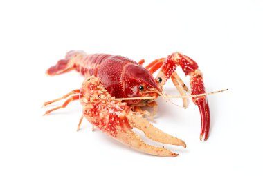 Kerevit Procambarus Clarkii hayalet siyah arka plan üzerine.