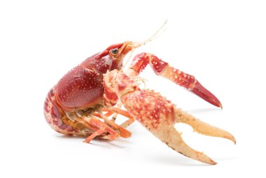 Kerevit Procambarus Clarkii hayalet siyah arka plan üzerine.