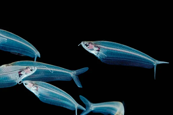 Peixe-gato fantasma, peixe-gato de vidro, Kryptopterus minor, isolado em blac — Fotografia de Stock