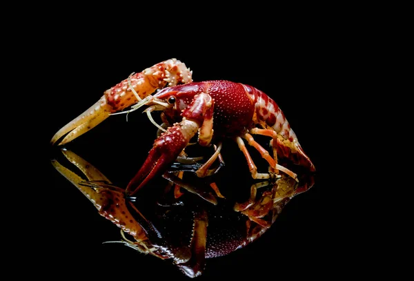 Crayfish Procambarus Clarkii Ghost on black background. — Stock Photo, Image