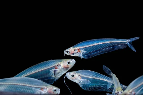 Pesce gatto fantasma, pesce gatto di vetro, Kryptopterus minor, isolato su blac — Foto Stock