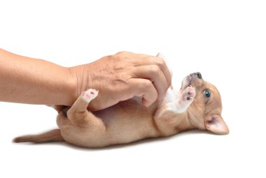 Beyaz arka plan üzerinde el ile oynayan köpek chihuahua