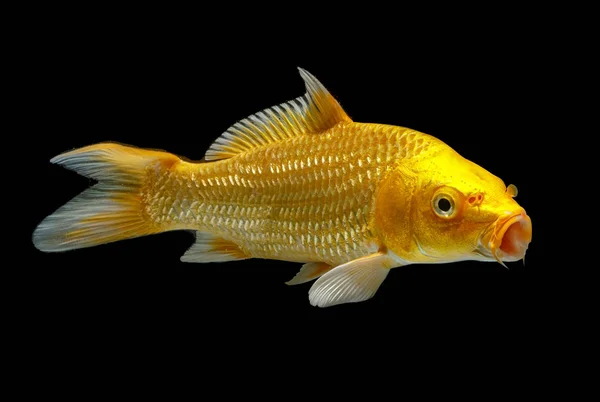 Peces koi dorados aislados sobre un fondo negro —  Fotos de Stock