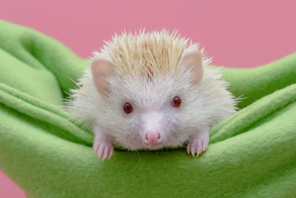 Cute hedgehog sitting in the cot — Stock Photo, Image