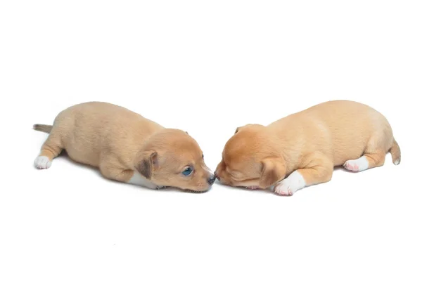 Welpen-Chihuahuas liegen auf weißem Hintergrund — Stockfoto