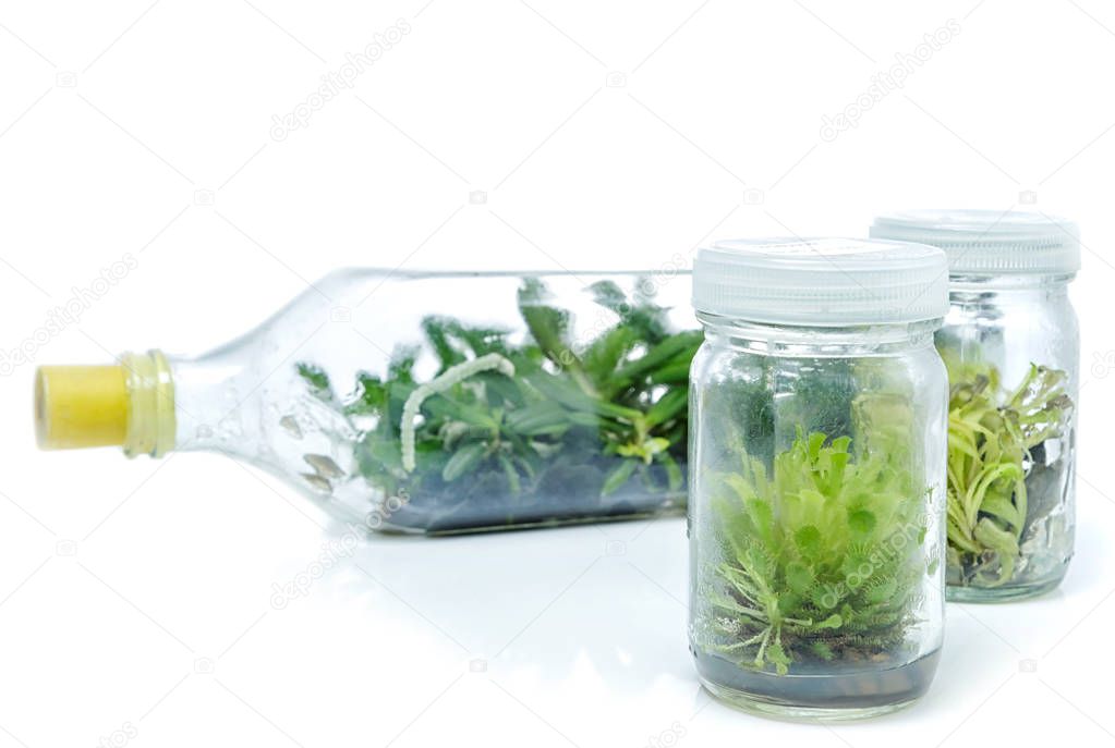 plant tissue culture growing in a bottle in laboratory