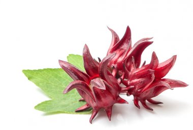 Roselle meyve, üzerinde beyaz izole