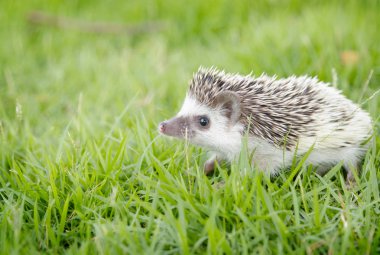 Hedgehog in the green grass ,African pygmy hedgehog clipart