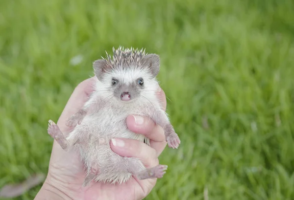 Hedgehog na mão, ouriço pigmeu africano — Fotografia de Stock