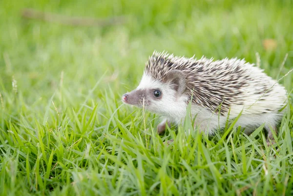 Hedgehog na grama verde, ouriço pigmeu africano — Fotografia de Stock