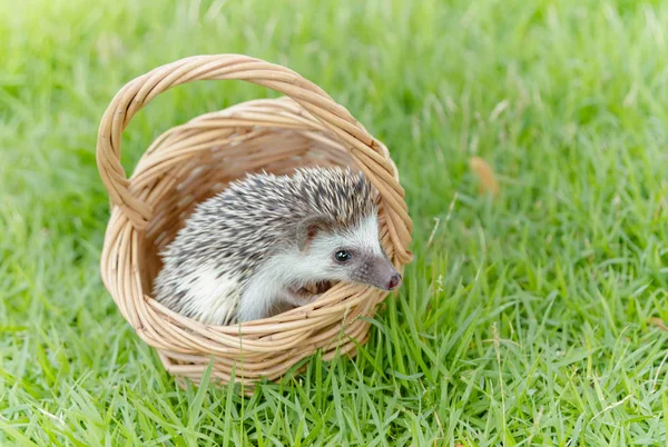 Hedgehog in the green grass ,African pygmy hedgehog — Stock Photo, Image