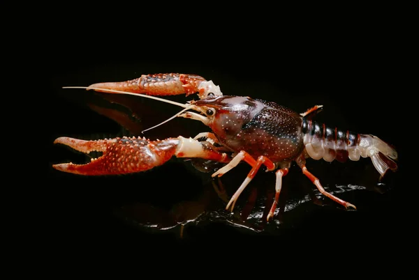 Crayfish Procambarus Clarkii Ghost on black background — Stock Photo, Image
