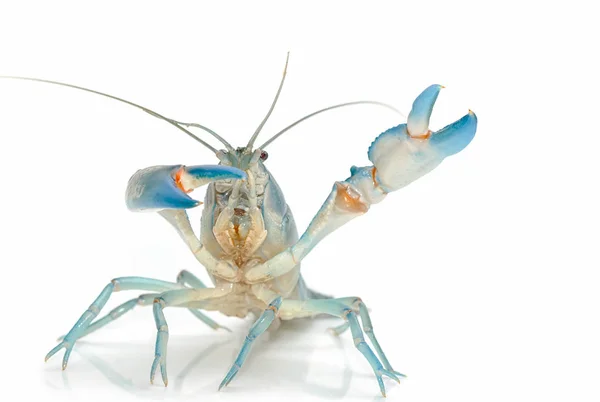 Yabbie Crayfish in fighting position,Blue crayfish cherax destru — Stock Photo, Image