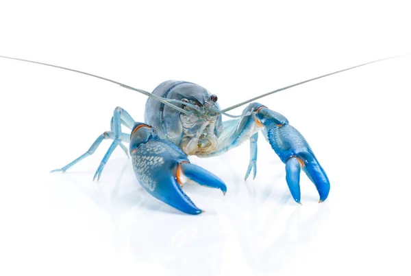 Blue crayfish cherax destructor isolate on white — Stock Photo, Image