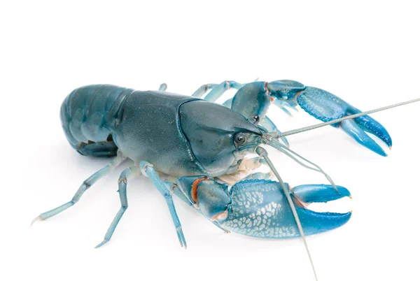 Blue crayfish cherax destructor, Yabbie Crayfish isolat on white — Stok Foto