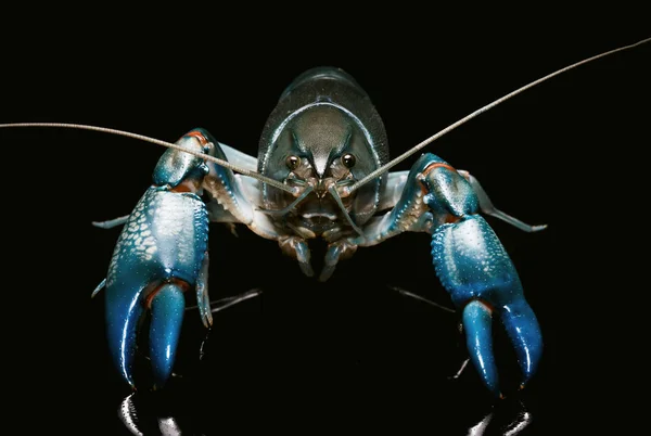 Niebieski raki cherax destruktor, Yabbie raki izolować na czarny — Zdjęcie stockowe