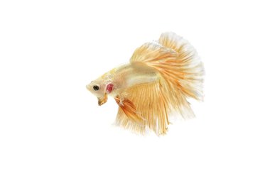 Altın Siyam mücadele balık üzerinde beyaz ba izole hareketli anı