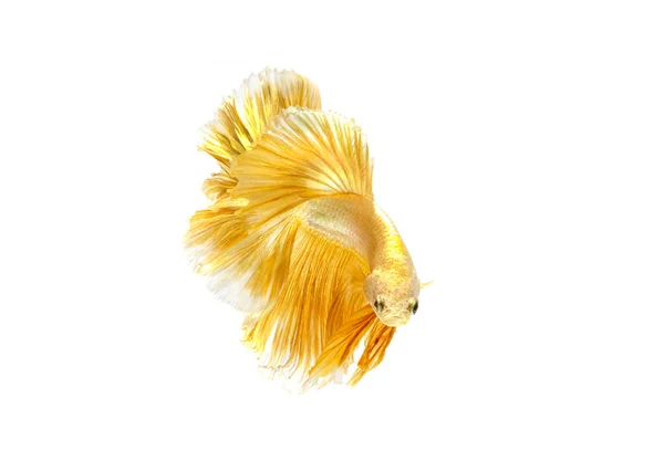 Движущийся момент золотой сиамской боевой рыбы, изолированной на белой ба — стоковое фото