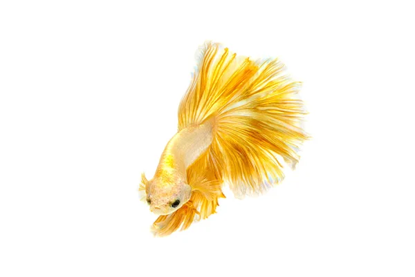 Momento commovente di oro siamese pesce combattente isolato su ba bianca — Foto Stock