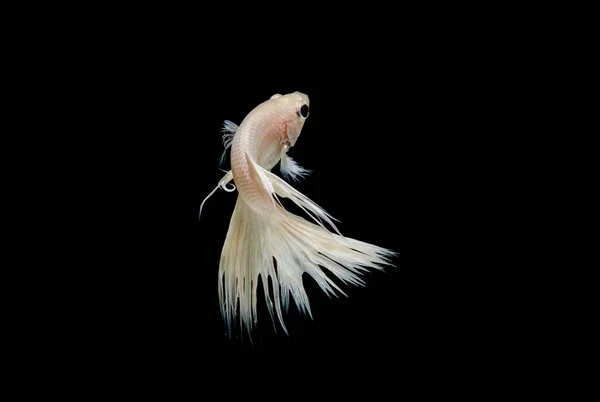 Coroa cauda combate peixe, siamês combate peixe isolado em preto — Fotografia de Stock